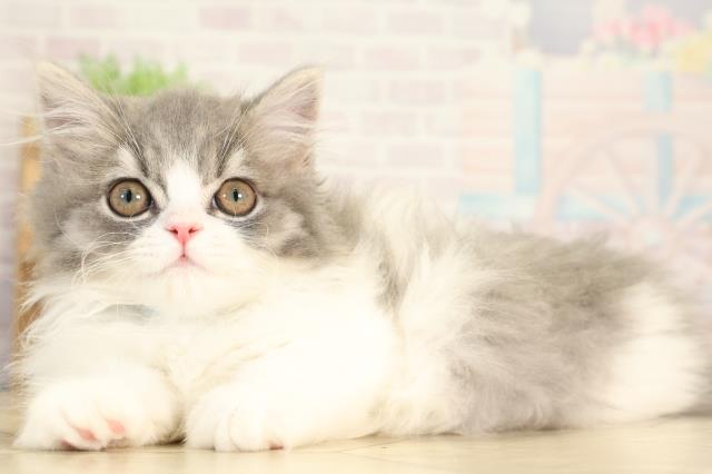 愛知県のミヌエット (Coo&RIKU豊橋店/2025年12月5日生まれ/男の子/ブルータビーホワイト)の子猫の3枚目の画像