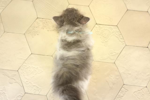 愛知県のミヌエット (Coo&RIKU豊橋店/2025年12月5日生まれ/男の子/ブルータビーホワイト)の子猫の4枚目の画像