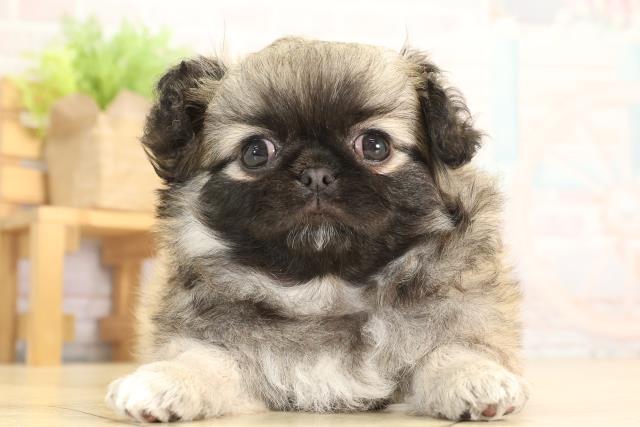 愛知県のチワペキ/ペキチー/ペキチワ(チワワ×ペキニーズ) (Coo&RIKU半田店/2025年12月31日生まれ/女の子/フォーン)の子犬の1枚目の画像