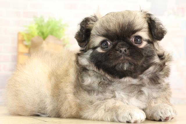 愛知県のチワペキ/ペキチー/ペキチワ(チワワ×ペキニーズ) (Coo&RIKU半田店/2025年12月31日生まれ/女の子/フォーン)の子犬の2枚目の画像