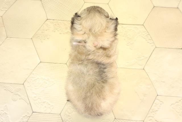 愛知県のチワペキ/ペキチー/ペキチワ(チワワ×ペキニーズ) (Coo&RIKU半田店/2025年12月31日生まれ/女の子/フォーン)の子犬の4枚目の画像