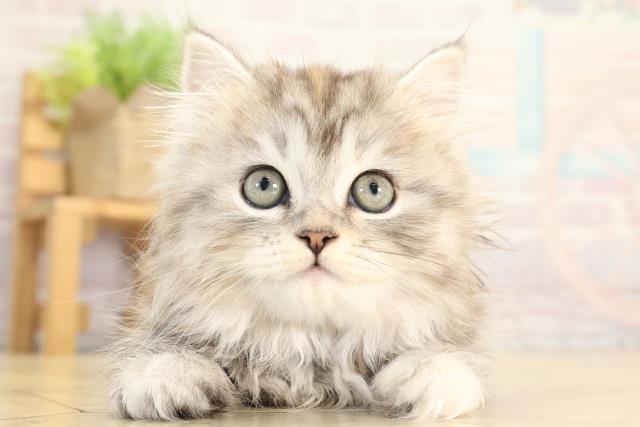 東京都のスコティッシュフォールド (Coo&RIKU自由が丘店/2025年12月30日生まれ/女の子/シルバーパッチドタビー)の子猫の1枚目の画像