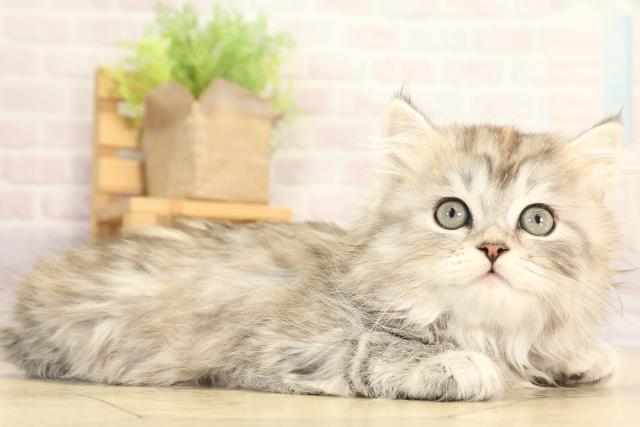 東京都のスコティッシュフォールド (Coo&RIKU自由が丘店/2025年12月30日生まれ/女の子/シルバーパッチドタビー)の子猫の2枚目の画像