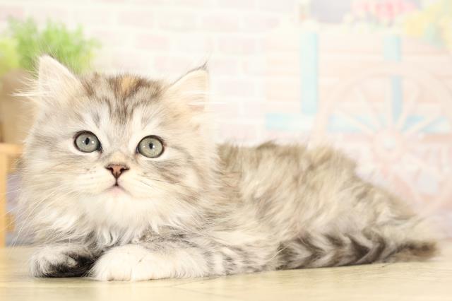 東京都のスコティッシュフォールド (Coo&RIKU自由が丘店/2025年12月30日生まれ/女の子/シルバーパッチドタビー)の子猫の3枚目の画像