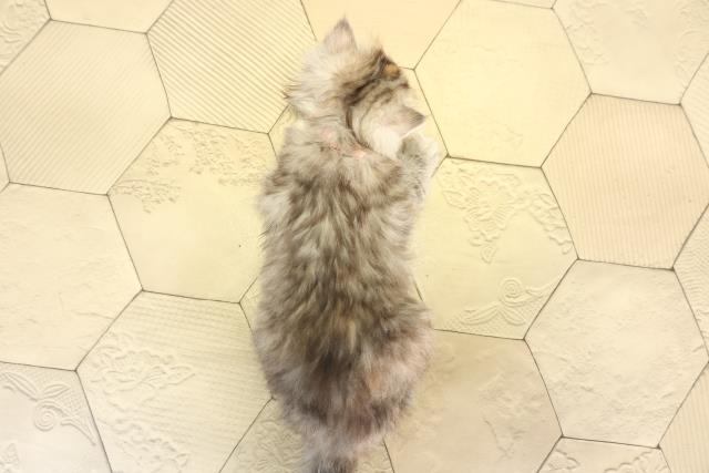 東京都のスコティッシュフォールド (Coo&RIKU自由が丘店/2025年12月30日生まれ/女の子/シルバーパッチドタビー)の子猫の4枚目の画像