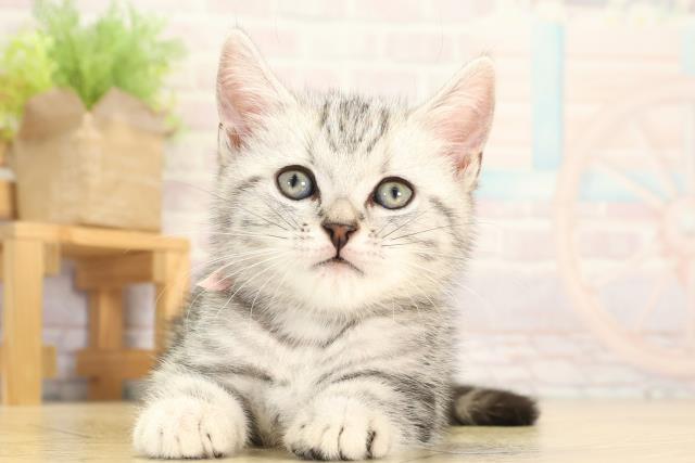 愛知県のアメリカンショートヘアー (Coo&RIKU半田店/2025年12月30日生まれ/女の子/シルバータビー)の子猫の1枚目の画像