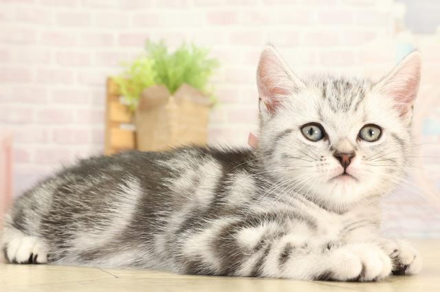 愛知県のアメリカンショートヘアー (Coo&RIKU半田店/2025年12月30日生まれ/女の子/シルバータビー)の子猫の2枚目の画像