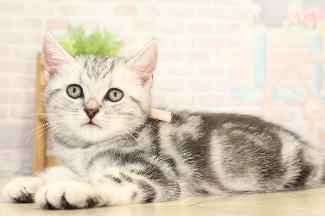 愛知県のアメリカンショートヘアー (Coo&RIKU半田店/2025年12月30日生まれ/女の子/シルバータビー)の子猫の3枚目の画像