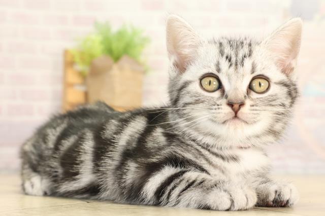 愛知県のアメリカンショートヘアー (Coo&RIKU豊橋店/2025年12月28日生まれ/女の子/シルバータビー)の子猫の2枚目の画像