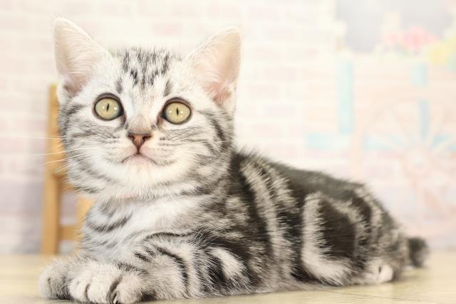 愛知県のアメリカンショートヘアー (Coo&RIKU豊橋店/2025年12月28日生まれ/女の子/シルバータビー)の子猫の3枚目の画像