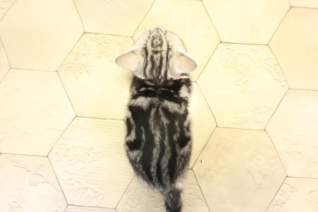 愛知県のアメリカンショートヘアー (Coo&RIKU豊橋店/2025年12月28日生まれ/女の子/シルバータビー)の子猫の4枚目の画像