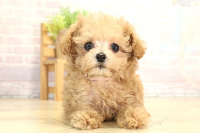 愛知県のトイプードル(ティーカップ) (Coo&RIKU東海店/2025年12月27日生まれ/女の子/オレンジフォーン)の子犬の1枚目の画像