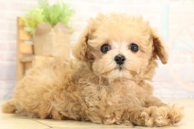 愛知県のトイプードル(ティーカップ) (Coo&RIKU東海店/2025年12月27日生まれ/女の子/オレンジフォーン)の子犬の2枚目の画像