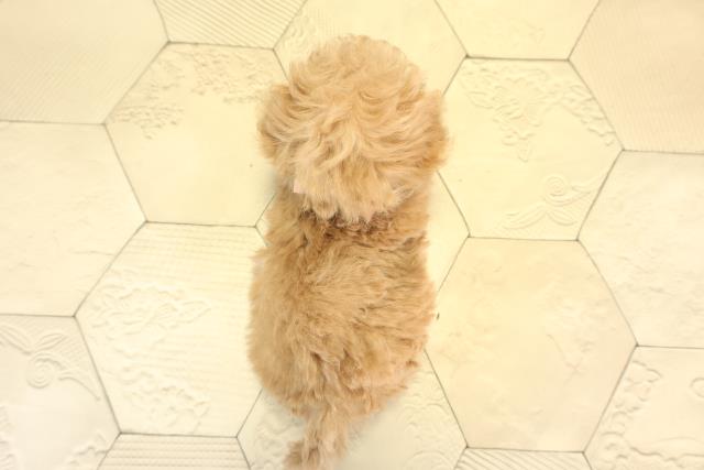 愛知県のトイプードル(ティーカップ) (Coo&RIKU東海店/2025年12月27日生まれ/女の子/オレンジフォーン)の子犬の4枚目の画像