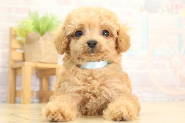 愛知県のトイプードル(ティーカップ) (Coo&RIKU岡崎店/2025年12月30日生まれ/男の子/オレンジフォーン)の子犬の1枚目の画像