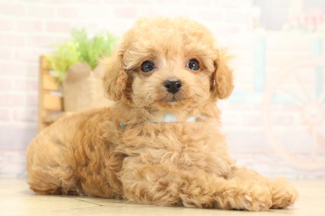 愛知県のトイプードル(ティーカップ) (Coo&RIKU岡崎店/2025年12月30日生まれ/男の子/オレンジフォーン)の子犬の2枚目の画像