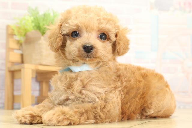 愛知県のトイプードル(ティーカップ) (Coo&RIKU岡崎店/2025年12月30日生まれ/男の子/オレンジフォーン)の子犬の3枚目の画像