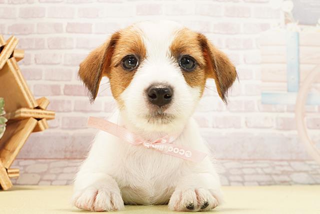 愛知県のジャックラッセルテリア (Coo&RIKU岡崎店/2025年12月26日生まれ/女の子/タンホワイト)の子犬の1枚目の画像