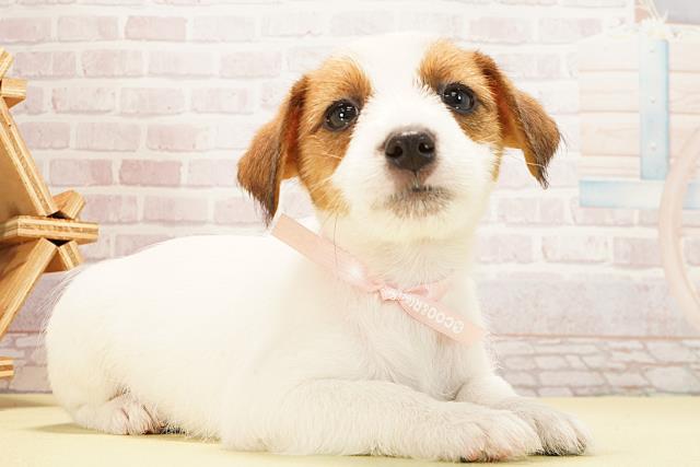 愛知県のジャックラッセルテリア (Coo&RIKU岡崎店/2025年12月26日生まれ/女の子/タンホワイト)の子犬の2枚目の画像