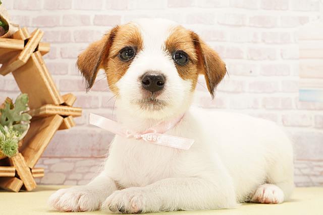 愛知県のジャックラッセルテリア (Coo&RIKU岡崎店/2025年12月26日生まれ/女の子/タンホワイト)の子犬の3枚目の画像