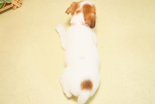 愛知県のジャックラッセルテリア (Coo&RIKU岡崎店/2025年12月26日生まれ/女の子/タンホワイト)の子犬の4枚目の画像