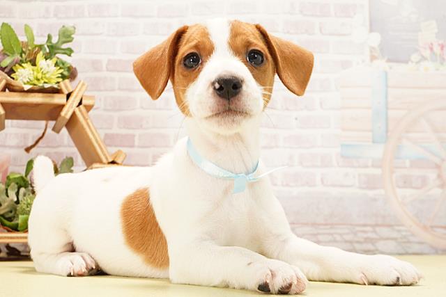 愛知県のジャックラッセルテリア (Coo&RIKU豊橋店/2025年12月26日生まれ/男の子/タンホワイト)の子犬の2枚目の画像