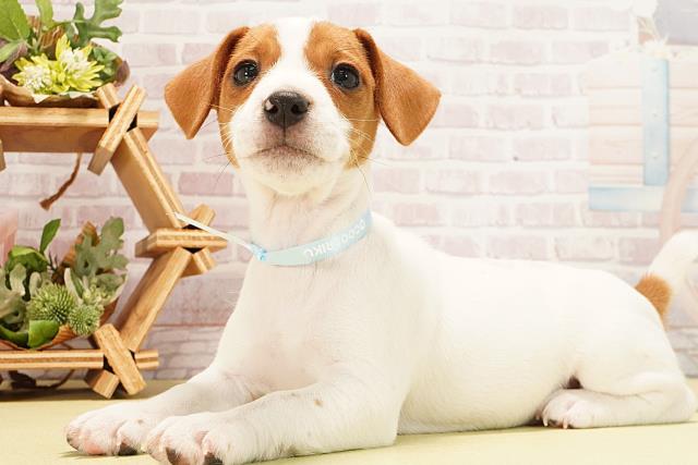 愛知県のジャックラッセルテリア (Coo&RIKU豊橋店/2025年12月26日生まれ/男の子/タンホワイト)の子犬の3枚目の画像