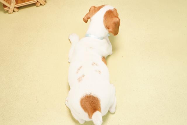 愛知県のジャックラッセルテリア (Coo&RIKU豊橋店/2025年12月26日生まれ/男の子/タンホワイト)の子犬の4枚目の画像