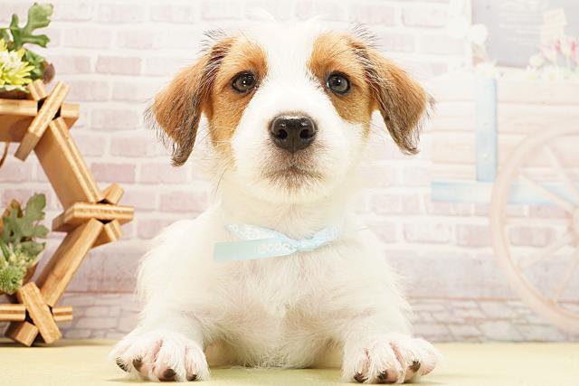 2025年12月26日生まれのジャックラッセルテリア