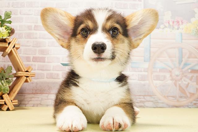 2025年12月23日生まれのウェルシュコーギーペンブローク