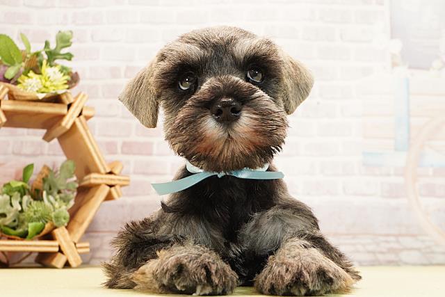 2025年12月30日生まれのミニチュアシュナウザー