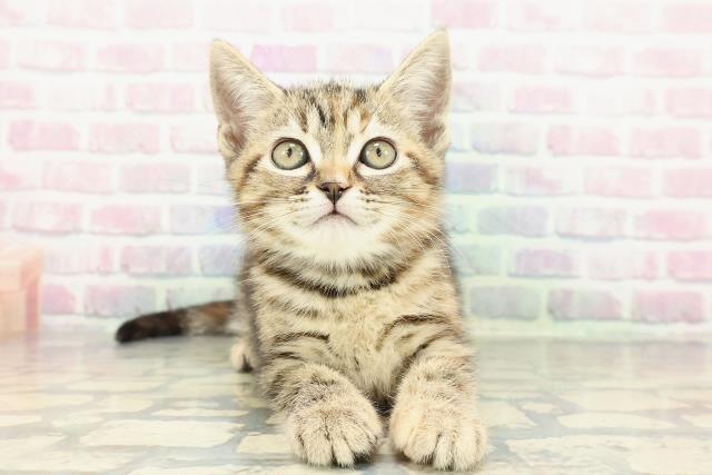 アメリカンショートヘアー