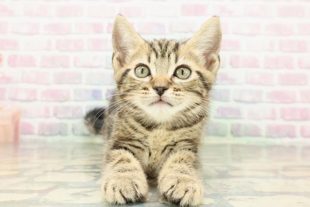 アメリカンショートヘアー