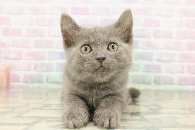 神奈川県のスコティッシュフォールド (Coo&RIKU藤沢店/2025年12月22日生まれ/女の子/ブルー)の子猫