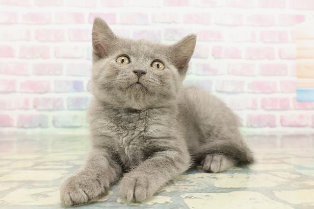 神奈川県のスコティッシュフォールド (Coo&RIKU藤沢店/2025年12月22日生まれ/女の子/ブルー)の子猫の2枚目の画像