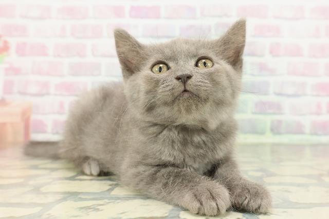 神奈川県のスコティッシュフォールド (Coo&RIKU藤沢店/2025年12月22日生まれ/女の子/ブルー)の子猫の3枚目の画像
