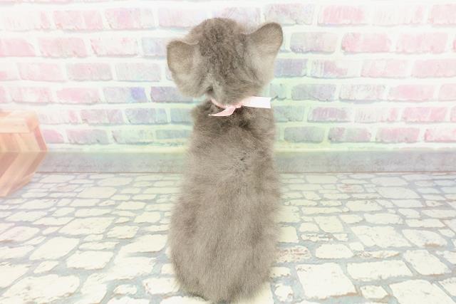 神奈川県のスコティッシュフォールド (Coo&RIKU藤沢店/2025年12月22日生まれ/女の子/ブルー)の子猫の4枚目の画像