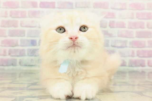 神奈川県のアメリカンカール (Coo&RIKU藤沢店/2025年12月26日生まれ/男の子/カメオタビー)の子猫の1枚目の画像