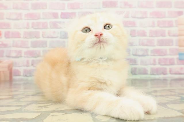 神奈川県のアメリカンカール (Coo&RIKU藤沢店/2025年12月26日生まれ/男の子/カメオタビー)の子猫の3枚目の画像