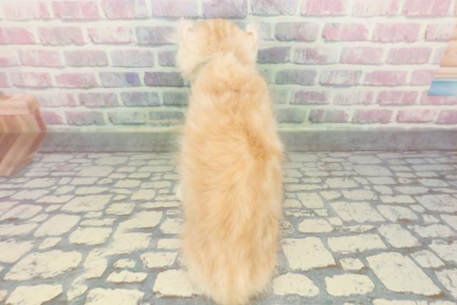 神奈川県のアメリカンカール (Coo&RIKU藤沢店/2025年12月26日生まれ/男の子/カメオタビー)の子猫の4枚目の画像