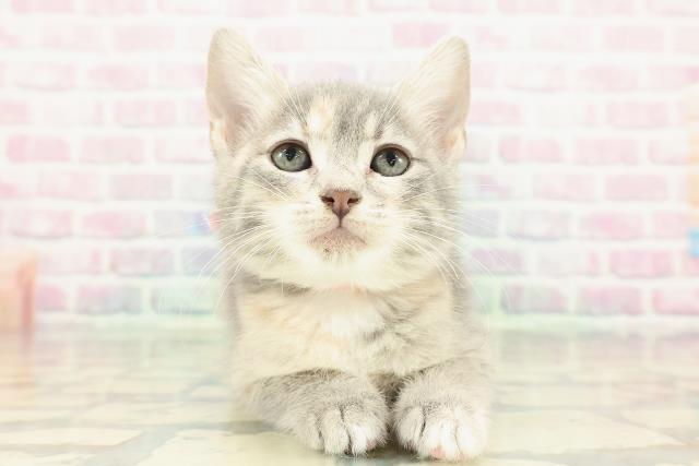 アメリカンカール(立ち耳)