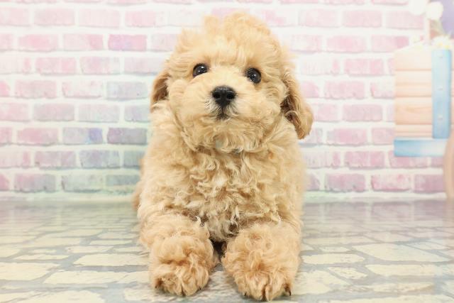 神奈川県のトイプードル(トイ) (Coo&RIKU秦野店/2025年12月29日生まれ/男の子/ペールフォーン)の子犬の1枚目の画像