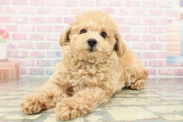 神奈川県のトイプードル(トイ) (Coo&RIKU秦野店/2025年12月29日生まれ/男の子/ペールフォーン)の子犬の2枚目の画像