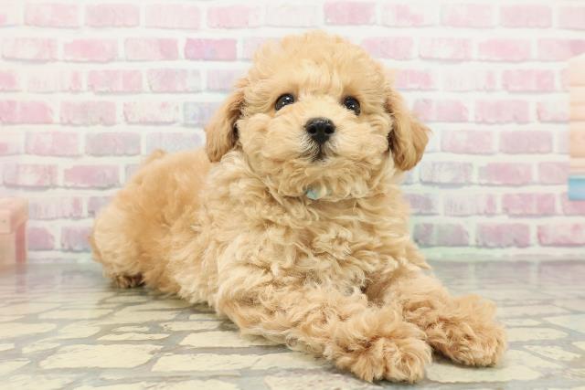 神奈川県のトイプードル(トイ) (Coo&RIKU秦野店/2025年12月29日生まれ/男の子/ペールフォーン)の子犬の3枚目の画像