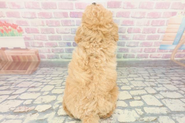 神奈川県のトイプードル(トイ) (Coo&RIKU秦野店/2025年12月29日生まれ/男の子/ペールフォーン)の子犬の4枚目の画像