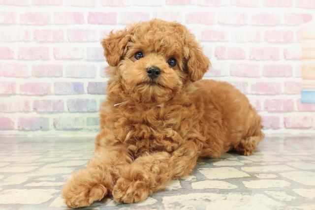 神奈川県のトイプードル(トイ) (Coo&RIKU小田原店/2025年12月29日生まれ/女の子/レッド)の子犬の2枚目の画像