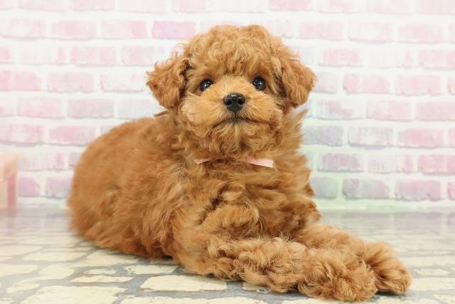 神奈川県のトイプードル(トイ) (Coo&RIKU小田原店/2025年12月29日生まれ/女の子/レッド)の子犬の3枚目の画像