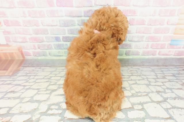 神奈川県のトイプードル(トイ) (Coo&RIKU小田原店/2025年12月29日生まれ/女の子/レッド)の子犬の4枚目の画像