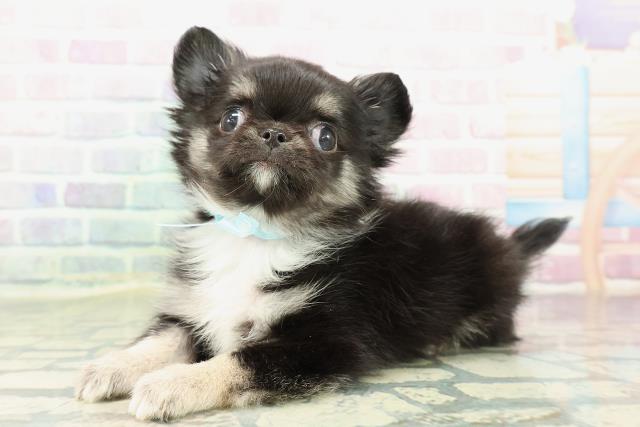 東京都のチワワ(ロング) (Coo&RIKU八王子西店/2025年12月29日生まれ/男の子/ブラックタンホワイト)の子犬の2枚目の画像