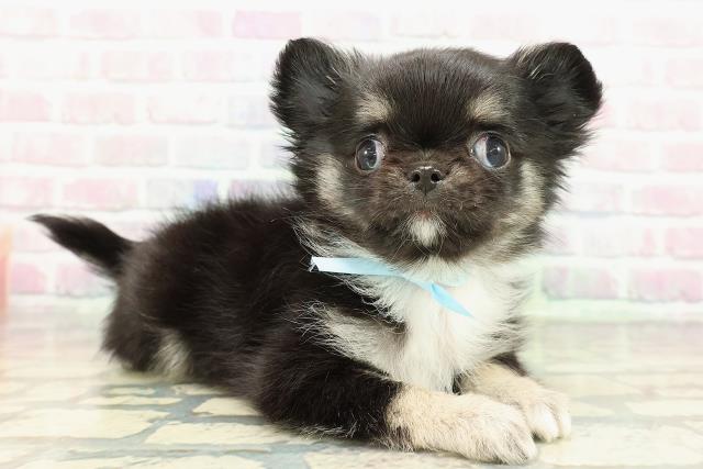 東京都のチワワ(ロング) (Coo&RIKU八王子西店/2025年12月29日生まれ/男の子/ブラックタンホワイト)の子犬の3枚目の画像